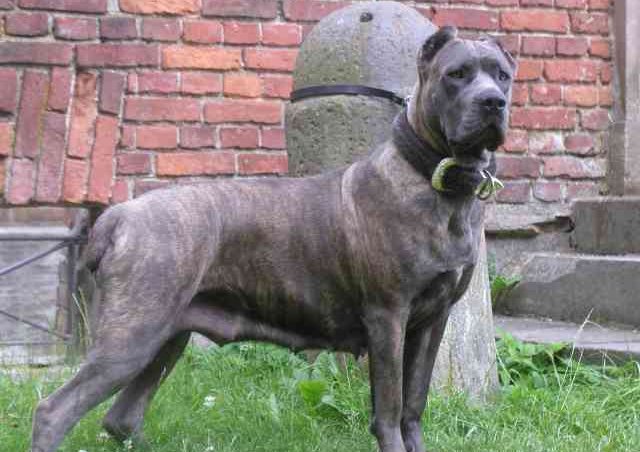 CaneCorso_(28)
