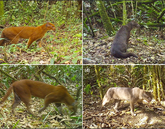 Caracal_aurata_Tanzania