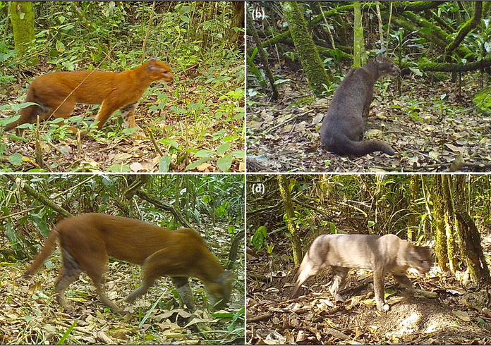 Caracal_aurata_Tanzania