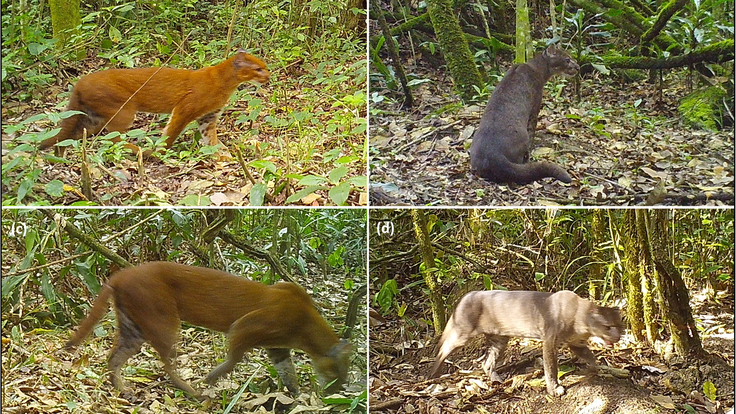 Caracal_aurata_Tanzania