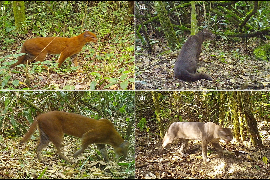 Caracal_aurata_Tanzania