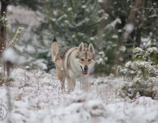 Československý_vlčák_Quebeck_II_od_Úhoště_04