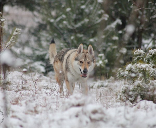 Československý_vlčák_Quebeck_II_od_Úhoště_04