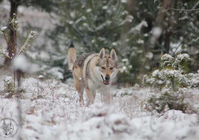 Československý_vlčák_Quebeck_II_od_Úhoště_04