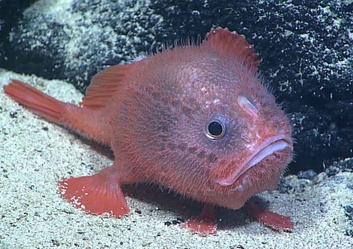ChaunacopsColorat4NOAA