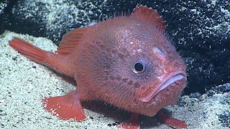 ChaunacopsColorat4NOAA