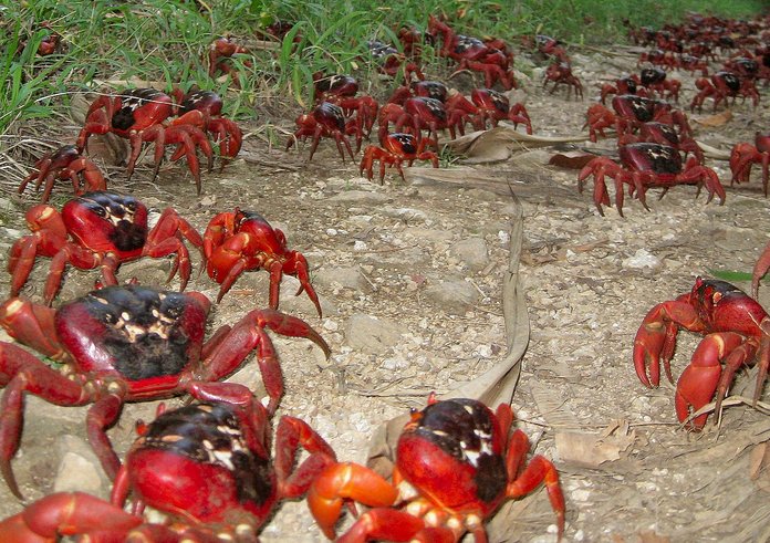 Christmas_Island_Crabs_on_annual_migration