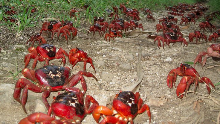 Christmas_Island_Crabs_on_annual_migration