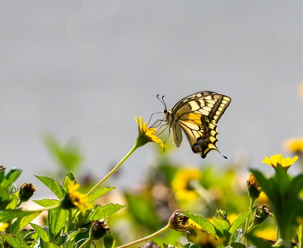 1280px-Papilio_Machaon_imago_01