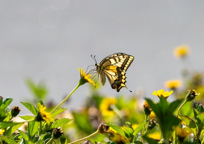 1280px-Papilio_Machaon_imago_01