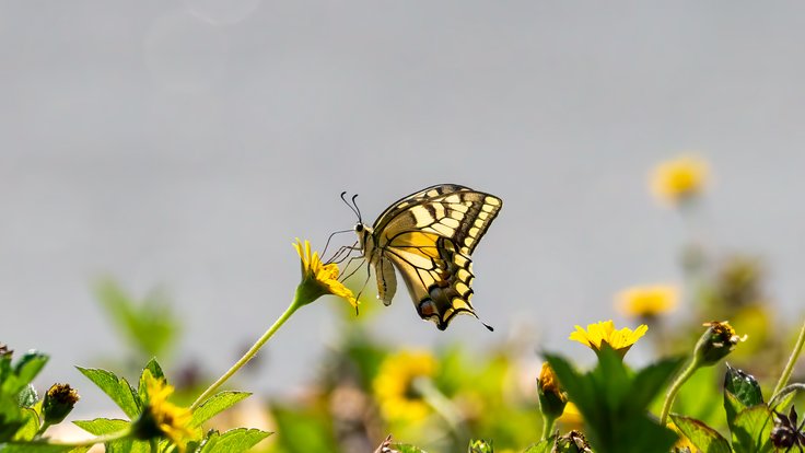 1280px-Papilio_Machaon_imago_01