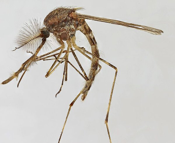 Culiseta_annulata,_Trawscoed,_North_Wales,_Oct_2015_3_-_Flickr_-_janetgraham84