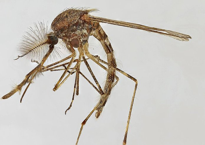 Culiseta_annulata,_Trawscoed,_North_Wales,_Oct_2015_3_-_Flickr_-_janetgraham84