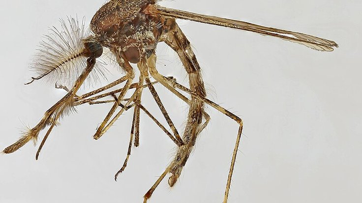 Culiseta_annulata,_Trawscoed,_North_Wales,_Oct_2015_3_-_Flickr_-_janetgraham84