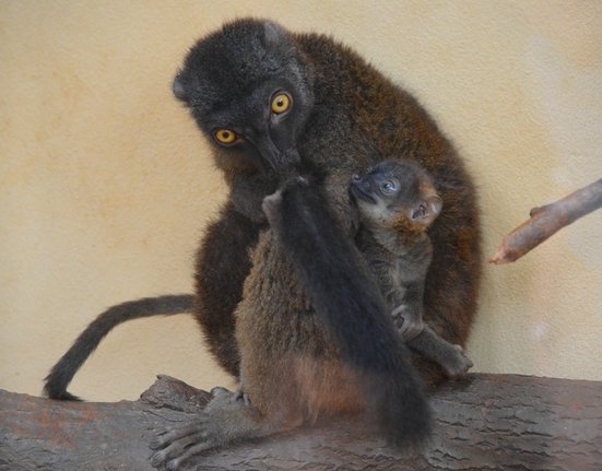 Lemuří mládě ze Zoo Plzeň.