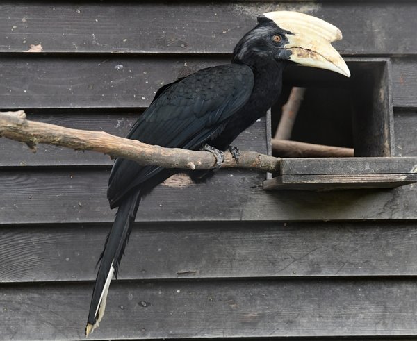 Zoborožec malajský v Zoo Olomouc