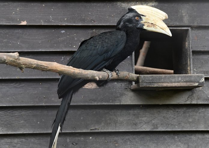 Zoborožec malajský v Zoo Olomouc