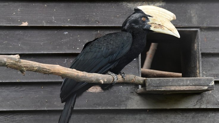 Zoborožec malajský v Zoo Olomouc