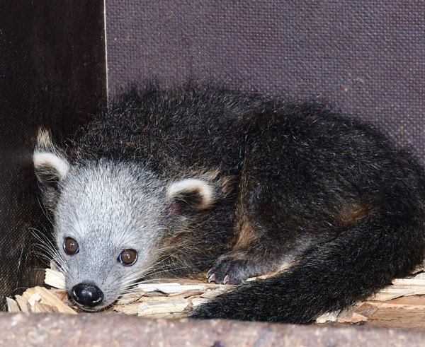 Mládě binturonga v Zoo Olomouc