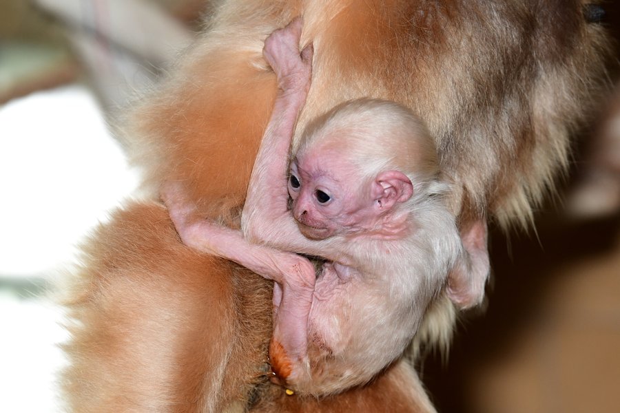 Giboní mládě v Zoo Olomouc (prosinec 2022).