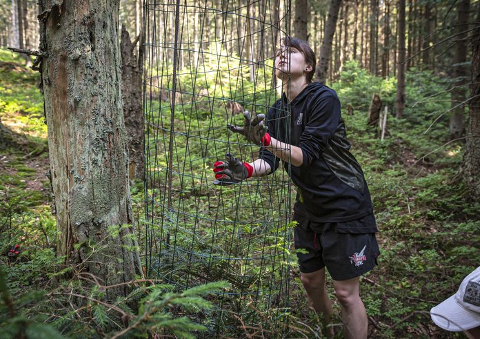 Dobrovolnice ochraňuje stromy v Jeseníkách oplocením