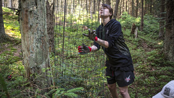 Dobrovolnice ochraňuje stromy v Jeseníkách oplocením