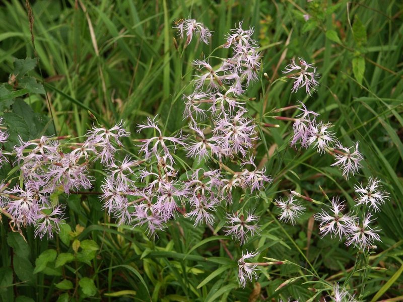 Dianthus_superbus_190803