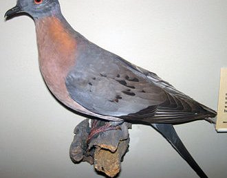 Ectopistes_migratorius_(passenger_pigeon)