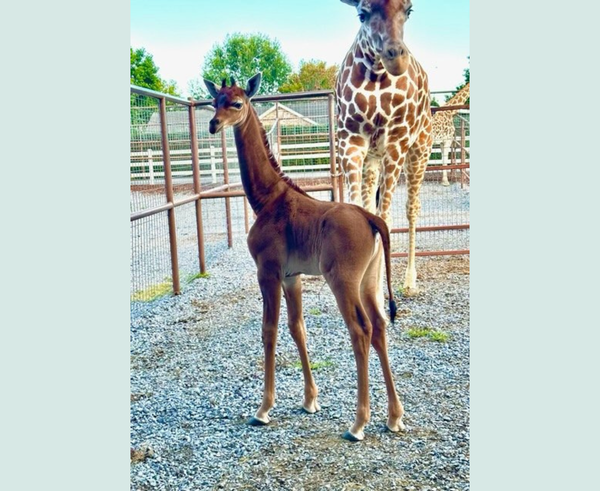 Bezeskvrnné mládě žirafy v Brights Zoo v Tennessee.