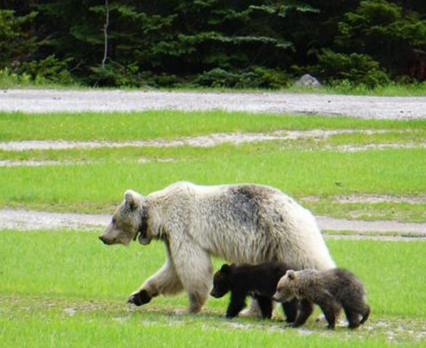 Bílá medvědice grizzly se svými mláďaty.