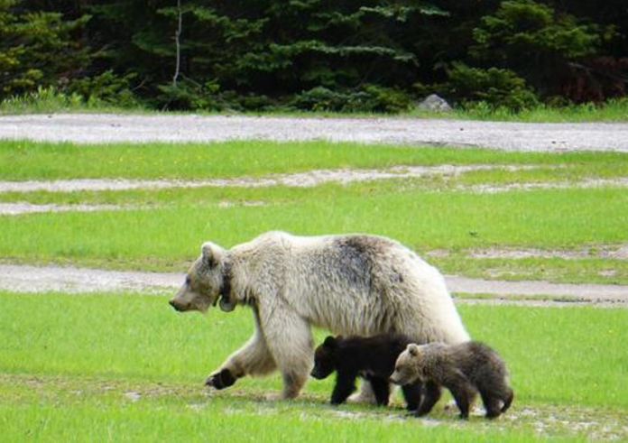 Bílá medvědice grizzly se svými mláďaty.