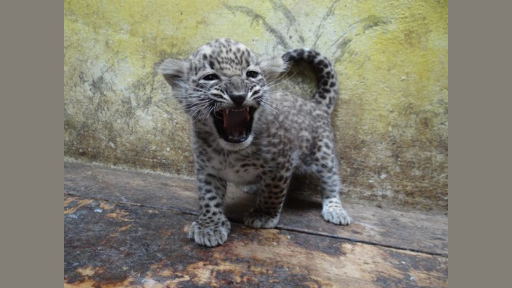 Mládě levharta perského ze Zoo Jihlava.