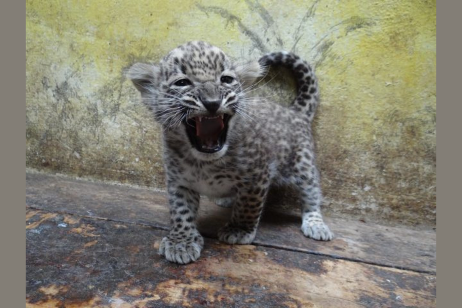 Mládě levharta perského ze Zoo Jihlava.