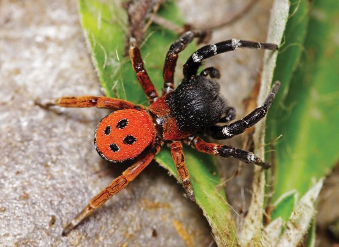 Eresus_moravicus_male,_Dürnstein,_Austria