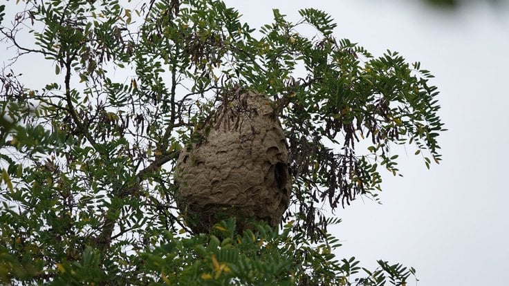 Hnízdo asijských sršní v Plzni na Skvrňanech