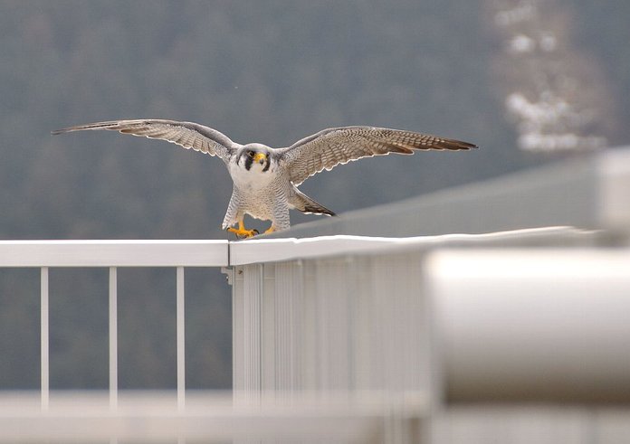 Falcon_at_Kusaki_Dam_88589047_org