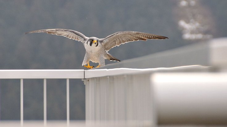 Falcon_at_Kusaki_Dam_88589047_org
