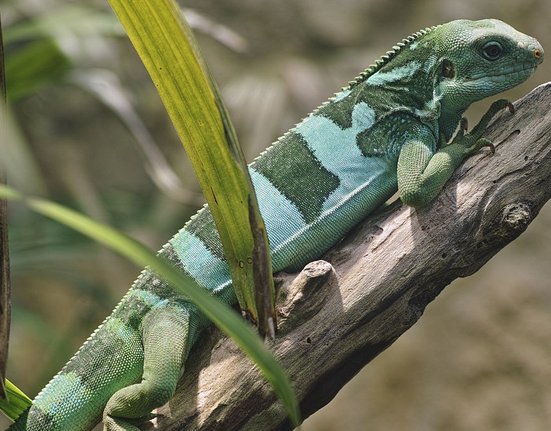 Fiji_banded_iguana_in_Vienna_Zoo_on_2013-05-12