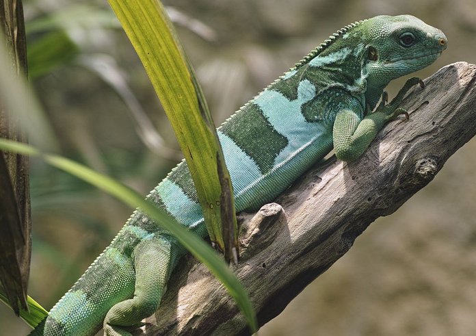 Fiji_banded_iguana_in_Vienna_Zoo_on_2013-05-12