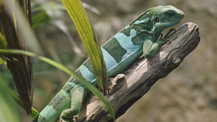 Fiji_banded_iguana_in_Vienna_Zoo_on_2013-05-12