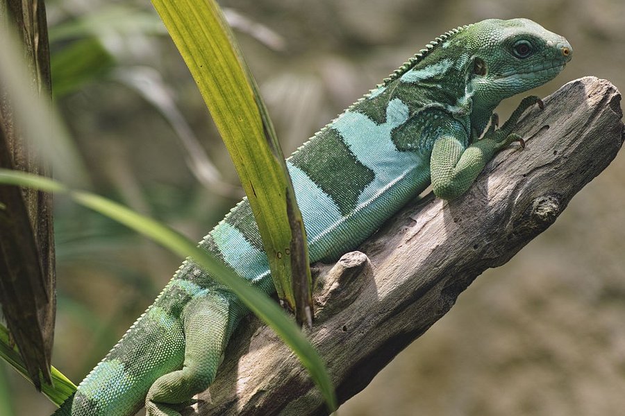 Fiji_banded_iguana_in_Vienna_Zoo_on_2013-05-12