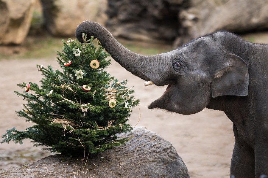 Vánoce v Zoo Praha.
