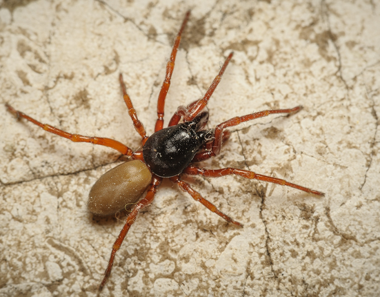 Foto 1 _D.parthenogenetica