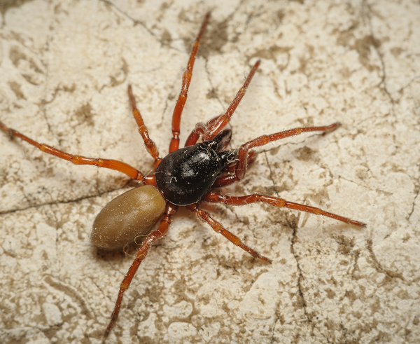 Foto 1 _D.parthenogenetica