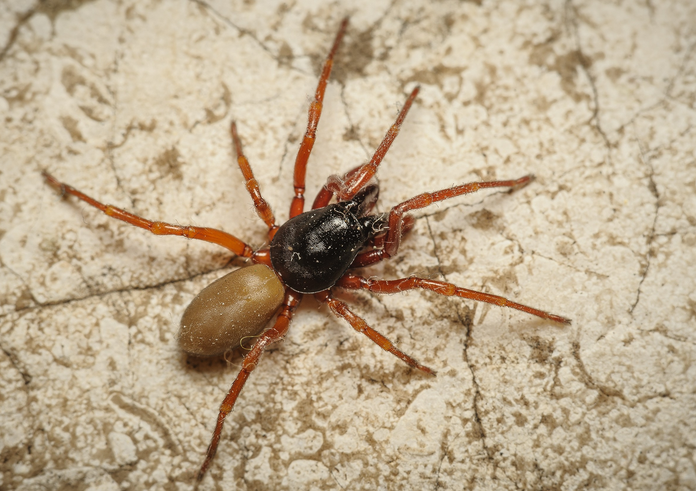 Foto 1 _D.parthenogenetica