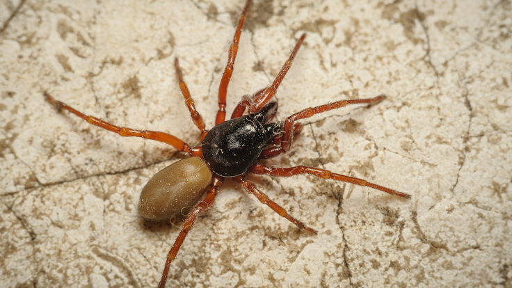 Foto 1 _D.parthenogenetica