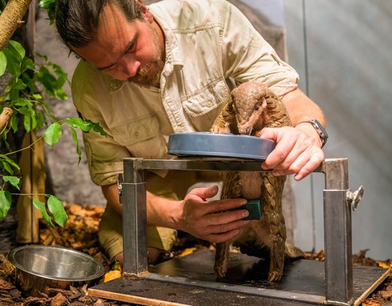 Zoo Praha je teprve druhou zoo v Evropě, která tyto bizarní a současně vysoce ohrožené savce chová.