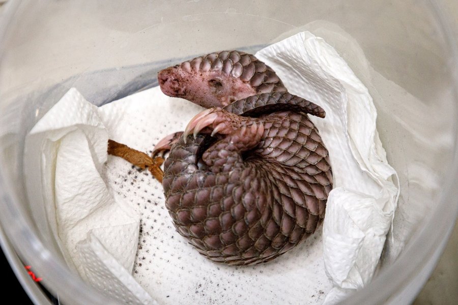 Luskouní mládě v Zoo Praha.