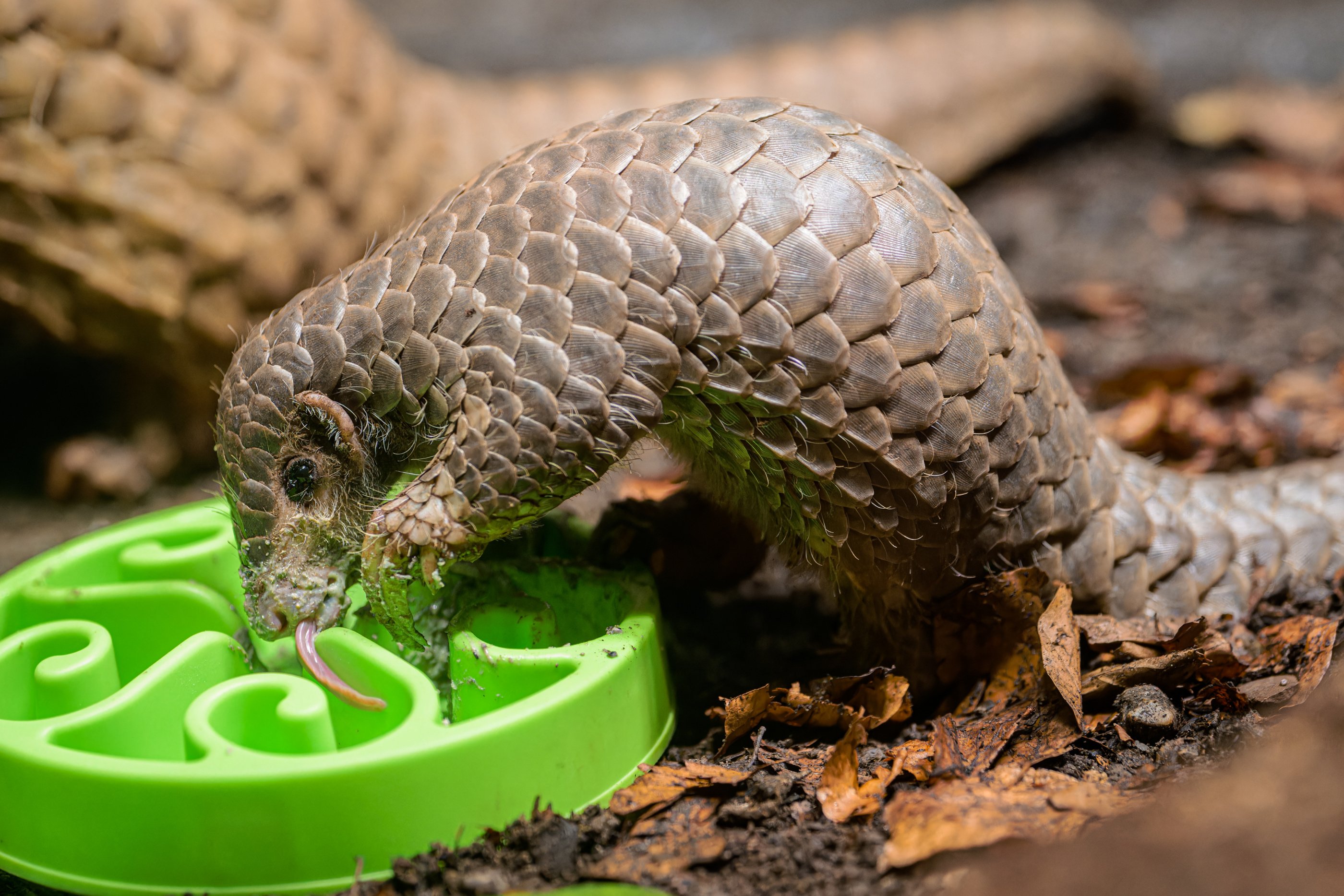Pra sk Zoo Se Poda ilo Odchovat Luskoun Ml d Minutov Zpr vy Pra sk Zoo Se Poda ilo Odchovat Luskoun Ml d Minutov Zpr vy