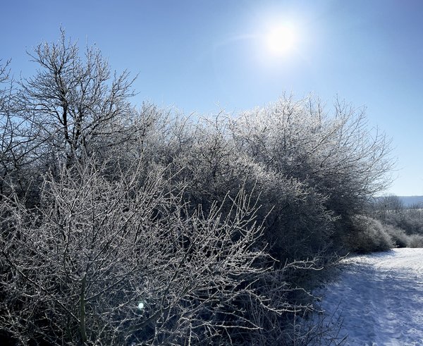 Frost_(50986635806)